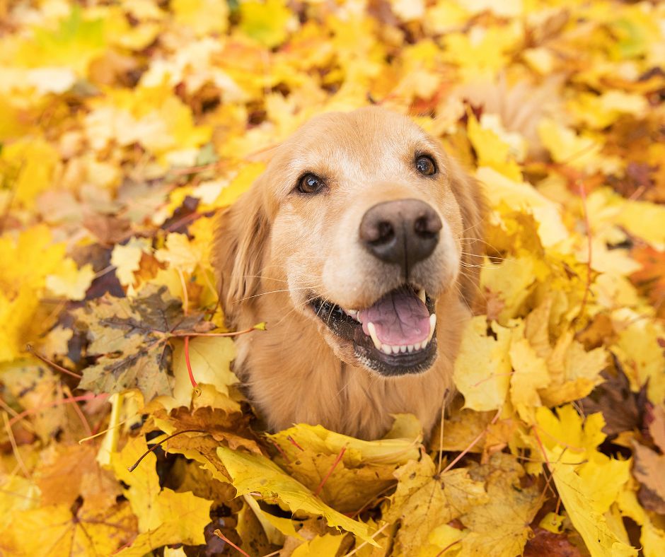 dog in leaves